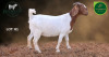 1 X BOER GOAT FLOCK ON COLOUR PREGNANT DOE Aegagrus Boerbok stoet - 3