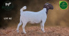 1 X BOER GOAT STUD PREGNANT DOE Aegagrus Boerbok stoet - 2