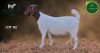 1 X BOER GOAT STUD PREGNANT DOE Aegagrus Boerbok stoet - 3