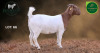 1 X BOER GOAT STUD PREGNANT DOE Aegagrus Boerbok stoet - 2