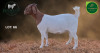 1 X BOER GOAT STUD PREGNANT DOE Aegagrus Boerbok stoet - 3