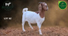 1 X BOER GOAT FLOCK ON COLOUR PREGNANT DOE Aegagrus Boerbok stoet - 2