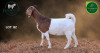1 X BOER GOAT FLOCK ON COLOUR PREGNANT DOE Aegagrus Boerbok stoet - 3