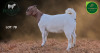 1 X BOER GOAT FLOCK DOE Aegagrus Boerbok stoet - 2