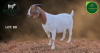 1 X BOER GOAT STUD PREGNANT DOE Aegagrus Boerbok stoet - 2