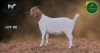 1 X BOER GOAT STUD PREGNANT DOE Aegagrus Boerbok stoet - 3