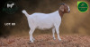 1 X BOER GOAT STUD PREGNANT DOE Aegagrus Boerbok stoet - 4