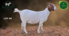 1 X BOER GOAT STUD PREGNANT DOE Aegagrus Boerbok stoet - 2
