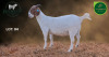 1 X BOER GOAT STUD PREGNANT DOE Aegagrus Boerbok stoet - 3