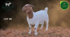 1 X BOER GOAT STUD DOE Aegagrus Boerbok stoet - 2