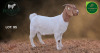 1 X BOER GOAT STUD DOE Aegagrus Boerbok stoet - 3