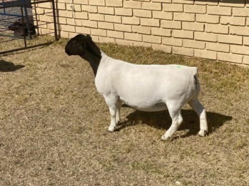 1x DORPER OOI/EWE LeRoy Phillips Dorpers TYPE 5