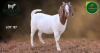 1 X BOER GOAT FLOCK ON COLOUR DOE Aegagrus Boerbok stoet - 4