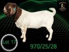 1 X BOER GOAT STUD BUCK Braam Maritz - Con&eacute; Boerbokstoet - 2