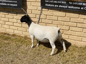 1x DORPER OOI/EWE LeRoy Phillips Dorpers TYPE 5