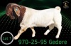 1 X BOER GOAT STUD BUCK Braam Maritz - Con&eacute; Boerbokstoet - 2