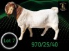 1 X BOER GOAT STUD BUCK Braam Maritz - Con&eacute; Boerbokstoet - 2