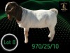 1 X BOER GOAT STUD BUCK Braam Maritz - Con&eacute; Boerbokstoet - 2