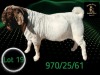 1 X BOER GOAT STUD BUCK Braam Maritz - Con&eacute; Boerbokstoet - 2