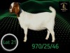 1 X BOER GOAT STUD PREGNANT DOE Braam Maritz - Con&eacute; Boerbokstoet - 2