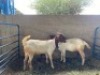 LOT 5 2X OOI/EWE BOERBOK Rhenosterhoek, Kobus van der Walt - 082926 0929 (Per stuk om lot te neem/Per Piece to take the lot) - 3