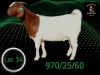 1 X BOER GOAT STUD PREGNANT DOE Braam Maritz - Con&eacute; Boerbokstoet - 2