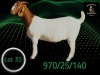 1 X BOER GOAT STUD PREGNANT DOE Braam Maritz - Con&eacute; Boerbokstoet - 2