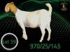 1 X BOER GOAT STUD PREGNANT DOE Braam Maritz - Con&eacute; Boerbokstoet - 2