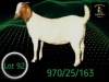 1 X BOER GOAT STUD PREGNANT DOE Braam Maritz - Con&eacute; Boerbokstoet - 2