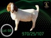 1 X BOER GOAT STUD PREGNANT DOE Braam Maritz - Con&eacute; Boerbokstoet - 2