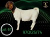 1 X BOER GOAT STUD DOE Braam Maritz - Con&eacute; Boerbokstoet - 2