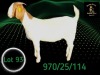 1 X BOER GOAT STUD PREGNANT DOE Braam Maritz - Con&eacute; Boerbokstoet - 2