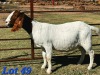 1 X BOER GOAT DOE Schoonheid Boerbok Stoet - 2