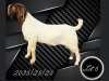 1 X BOER GOAT FLOCK ON COLOUR BUCK Aries Boerbokstoet - 2