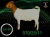 1 X BOER GOAT STUD PREGNANT DOE Braam Maritz - Con&eacute; Boerbokstoet - 2