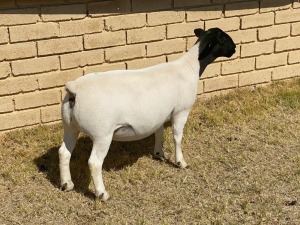 1x DORPER OOI/EWE LeRoy Phillips Dorpers TYPE 5