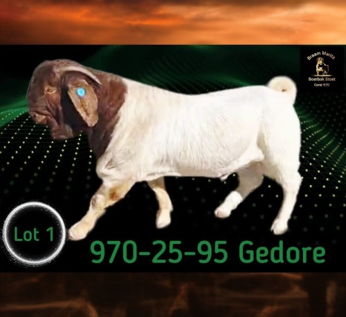 1 X BOER GOAT STUD BUCK Braam Maritz - Con&eacute; Boerbokstoet