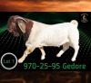1 X BOER GOAT STUD BUCK Braam Maritz - Con&eacute; Boerbokstoet