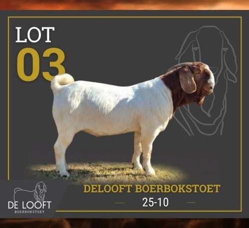 1 X BOER GOAT STUD BUCK Delooft Boerbokstoet 1865