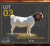 1 X BOER GOAT STUD BUCK Delooft Boerbokstoet 1865