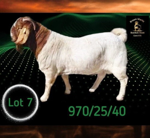 1 X BOER GOAT STUD BUCK Braam Maritz - Con&eacute; Boerbokstoet