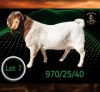 1 X BOER GOAT STUD BUCK Braam Maritz - Con&eacute; Boerbokstoet
