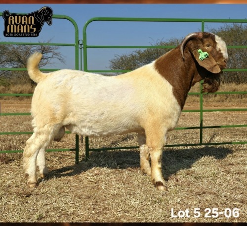 1 X BOER GOAT STUD BUCK Ruan Mans