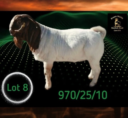 1 X BOER GOAT STUD BUCK Braam Maritz - Con&eacute; Boerbokstoet