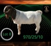 1 X BOER GOAT STUD BUCK Braam Maritz - Con&eacute; Boerbokstoet
