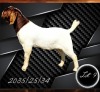 1 X BOER GOAT FLOCK BUCK Aries Boerbokstoet