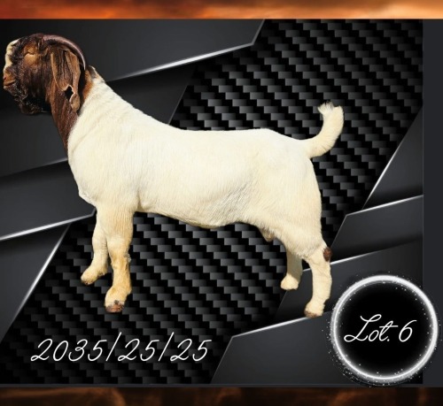 1 X BOER GOAT FLOCK ON COLOUR BUCK Aries Boerbokstoet