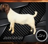 1 X BOER GOAT FLOCK ON COLOUR BUCK Aries Boerbokstoet