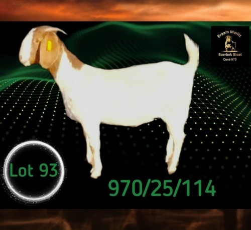 1 X BOER GOAT STUD PREGNANT DOE Braam Maritz - Con&eacute; Boerbokstoet