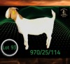 1 X BOER GOAT STUD PREGNANT DOE Braam Maritz - Con&eacute; Boerbokstoet